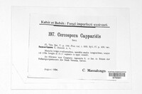 Cercospora capparidis image